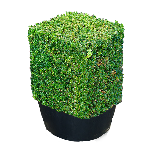 Topiary Cubes