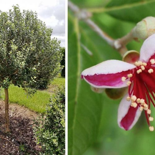 Feijoa Sellowiana (Pineapple Guava Tree / Acca sellowiana) - Half Standard