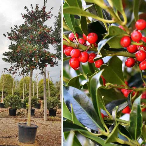 Ilex x Nellie R.Stevens (Holly) - Standard