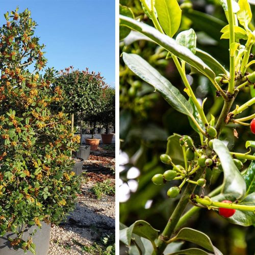 Ilex x Nellie R.Stevens (Holly) - Shrub