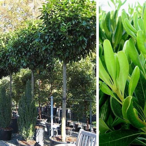 Pittosporum Tobira (Japanese Pittosporum) - Standard