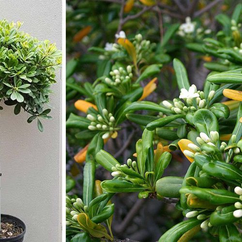 Pittosporum Tobira (Japanese Pittosporum) - Half Standard