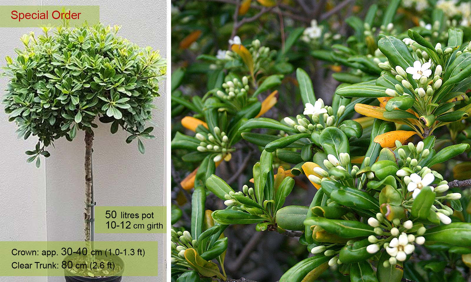 Pittosporum Tobira Japanese Pittosporum Half Standard Garden Plants Online