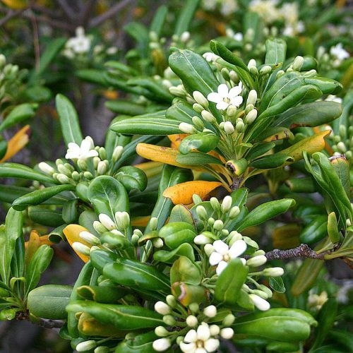 Pittosporum Tobira (Japanese Pittosporum) - Shrub