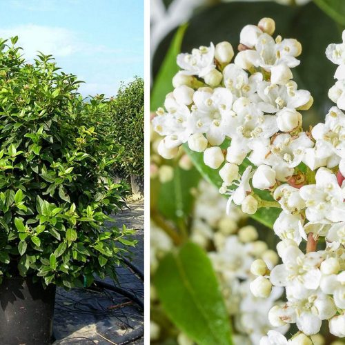 Viburnum Tinus Eve Price (Laurustinus) - Extra