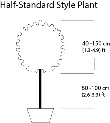 Half-std Style Plant