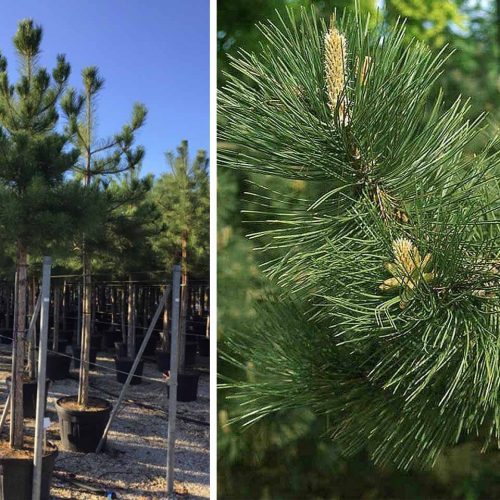 Pinus Nigra Austriaca (Austrian Black Pine) – Standard