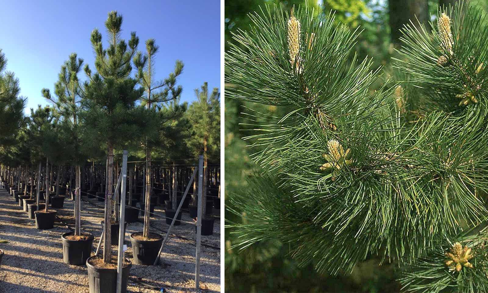 Pinus Nigra Austriaca (Austrian Black Pine) – Standard