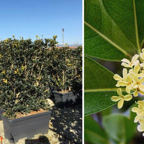 Osmanthus Aquifolium (Holly Olive / False Holly) – Instant Hedging