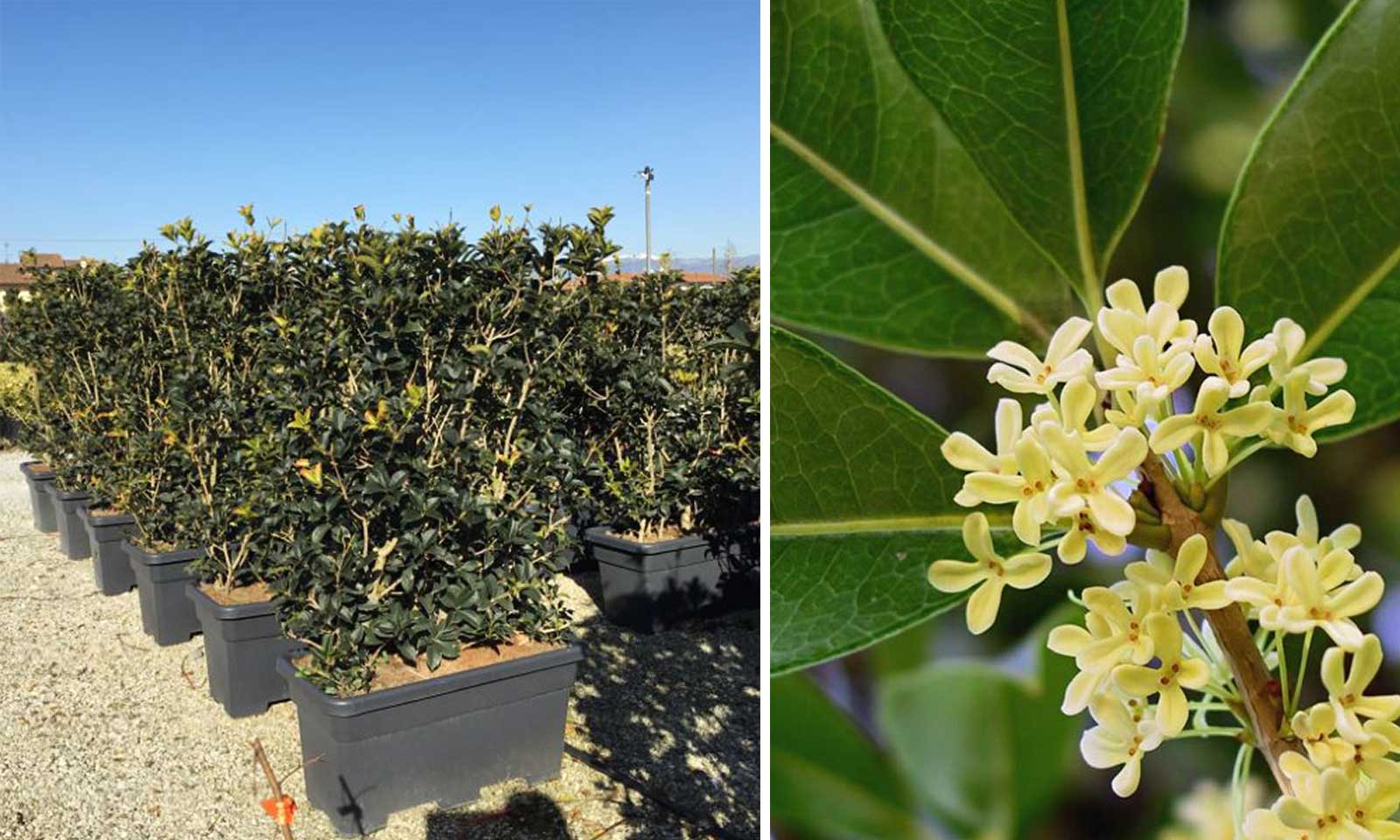 Osmanthus Aquifolium (Holly Olive / False Holly) – Instant Hedging