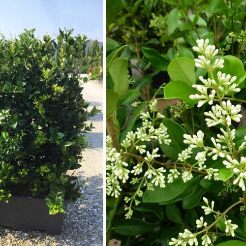 Ligustrum Japonicum 'Texanum' (Japanese Privet 'Texanum') – Instant Hedging