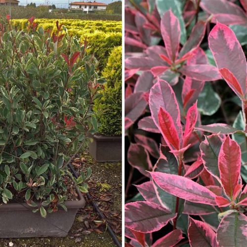 Photinia x Fraseri Pink Marble (Pink Marble Photinia) - Instant Hedging