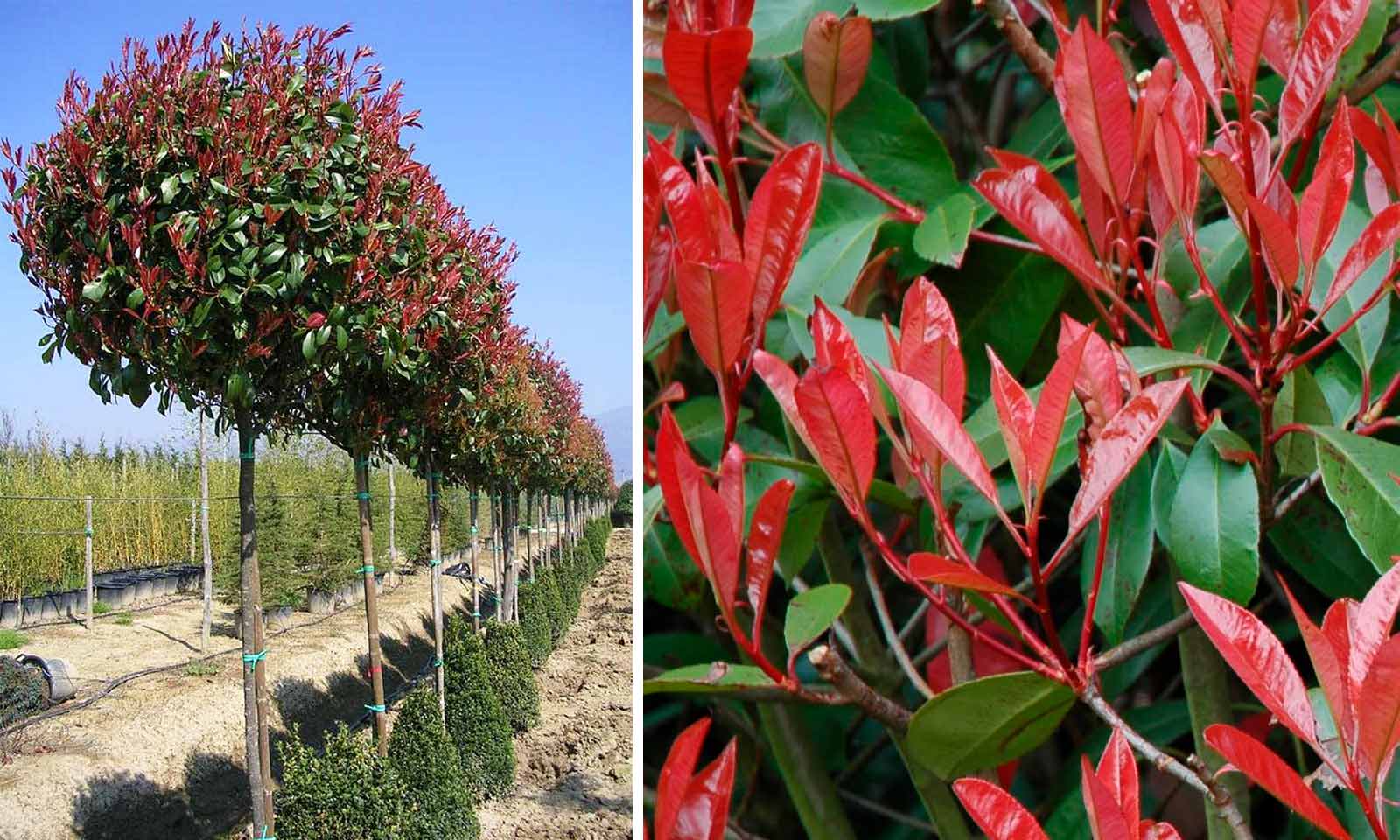 Matematik Pasture Udtale Photinia x Fraseri Red Robin (Christmas Berry Red Robin) – Standard –  Garden Plants Online