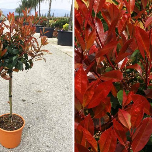 Photinia x Fraseri Red Robin - Quarter Standard