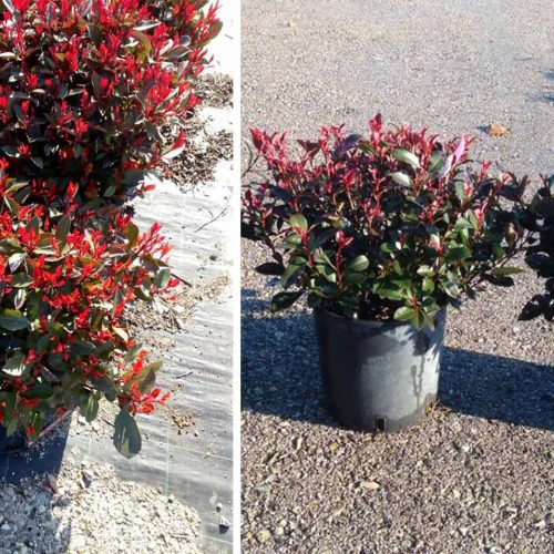 Photinia x Fraseri 'Nana' - Shrub