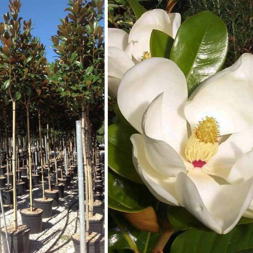 Magnolia Grandiflora Galissoniensis (Southern Magnolia) - Standard