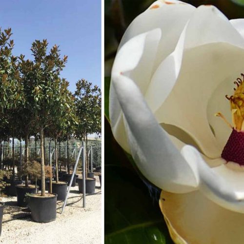 Magnolia Grandiflora Galissoniensis (Southern Magnolia) - Standard Extra