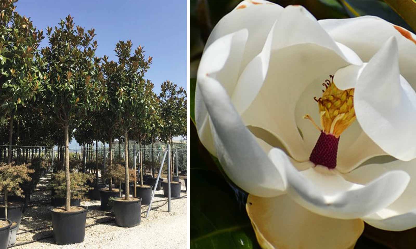 Magnolia Grandiflora Galissoniensis (Southern Magnolia) - Standard Extra