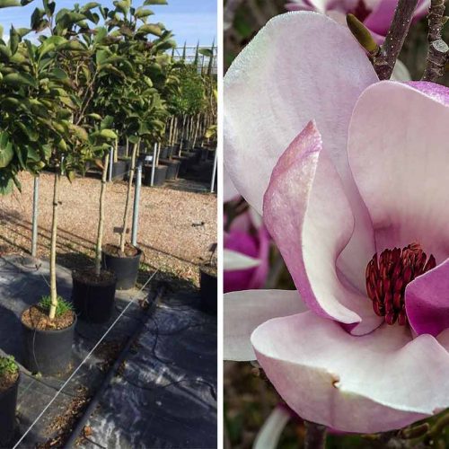 Magnolia x Soulangeana (Saucer Magnolia) - Half Standard