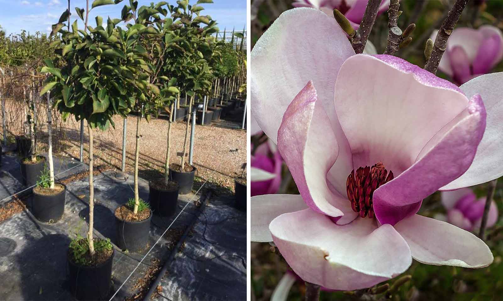 Magnolia x Soulangeana (Saucer Magnolia) - Half Standard