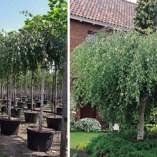 Betula Pendula ‘Youngii’ (Young’s Weeping Birch) – Standard