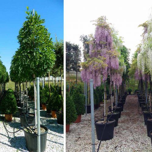 TreesAgain Potted Weeping Willow Tree - Salix babylonica - 16 to 24+ inches  (See State Restrictions)