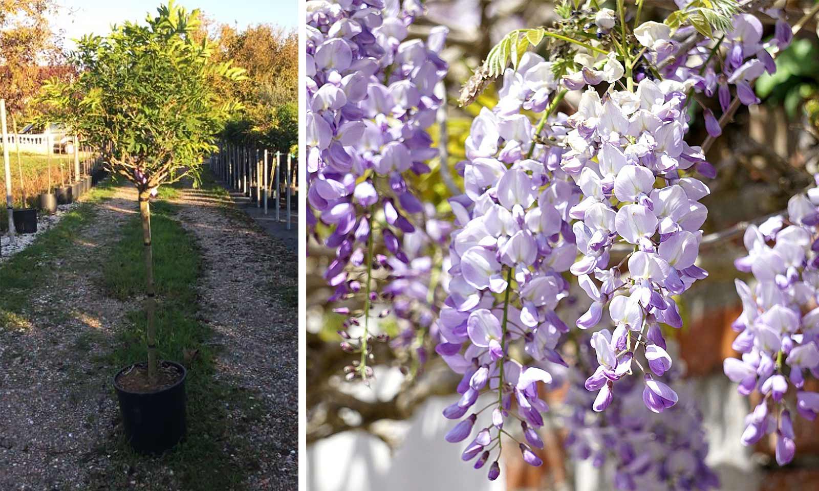 Cooke's Purple Wisteria