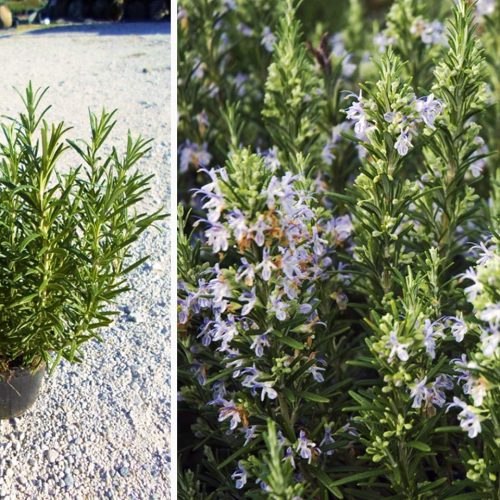 Rosmarinus Officinalis (Rosemary Plant) - Shrub