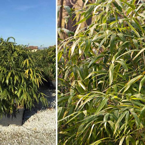 Bambusa Pseudosasa Japonica (Arrow Bamboo) – Instant Hedging