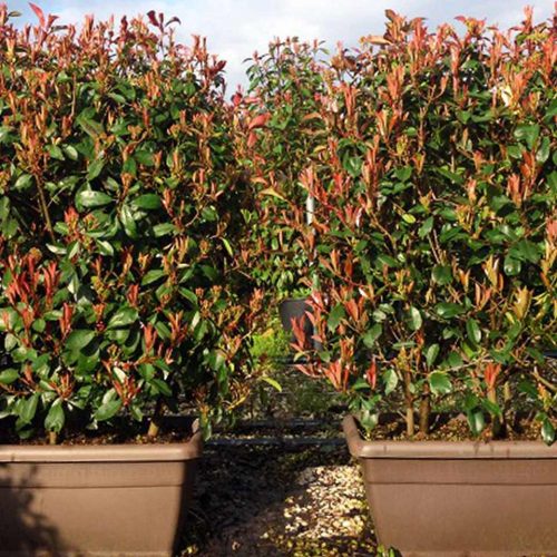 Photinia Serrulata Red Robin (Christmas Berry) – Instant Hedging