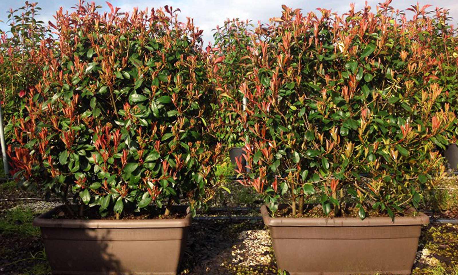 Photinia Serrulata Red Robin (Christmas Berry) – Instant Hedging