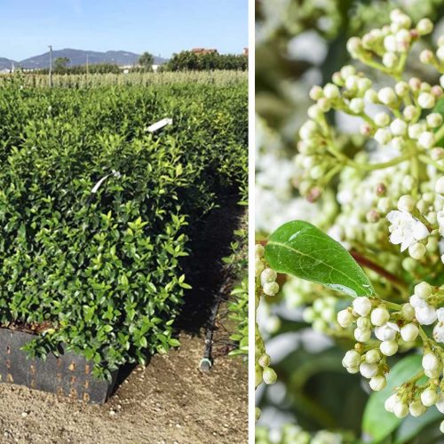 Viburnum Tinus Eve Price (Laurustinus) – Instant Hedging