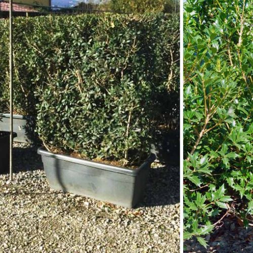 Osmanthus Heterophyllus (Hiiragi / Holly Olive ) – Instant Hedging