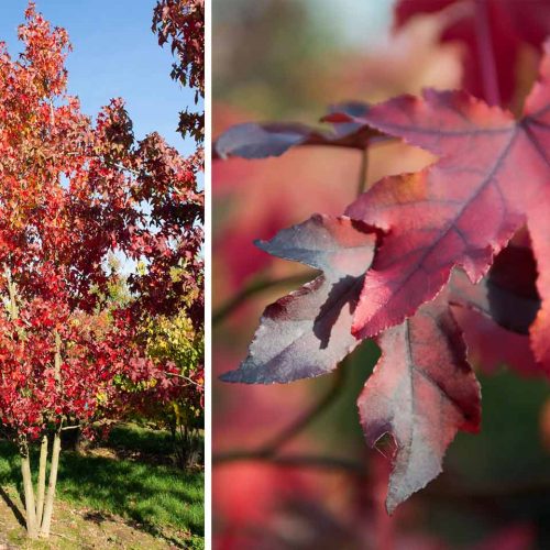 Liquidambar Styraciflua (Sweet Gum Tree) - Multi-Stem