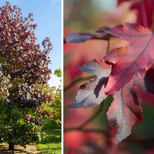 Liquidambar Styraciflua (Sweet Gum Tree) - Feathered