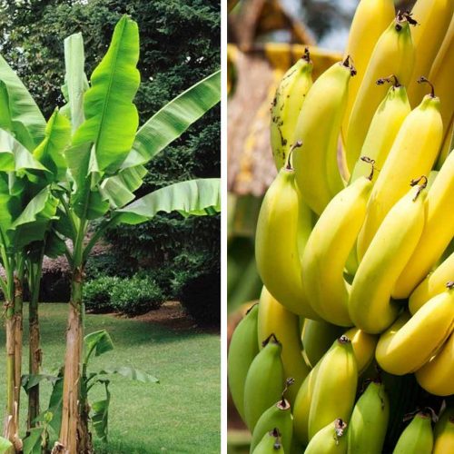 Musa Basjoo (Hardy Banana Tree)
