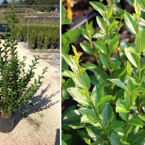 Ligustrum Ovalifolium (Oval-Leaf Privet) - Shrub