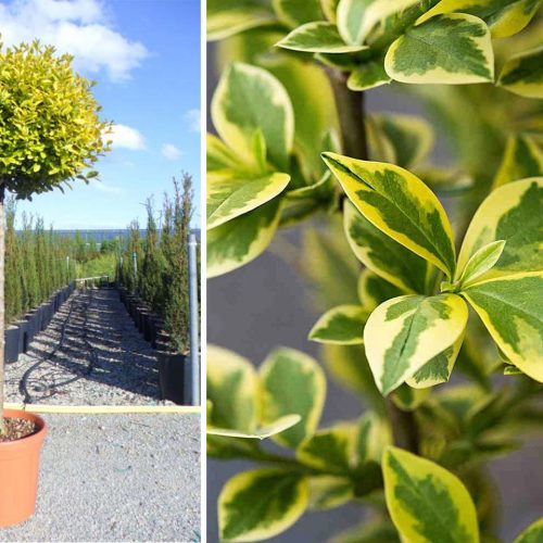 Ligustrum Ovalifolium 'Aureum' (Oval-Leaf Privet 'Aureum') - Half Standard