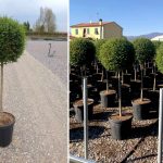 Ligustrum Jonandrum (Delavay Privet) – Half Standard Ball