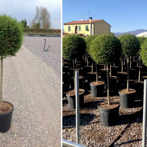 Ligustrum Jonandrum (Lollipop Privet) - Half Standard