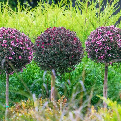 Leptospermum Scoparium (Tea Tree) - Half Standard