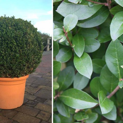 Ligustrum Jonandrum (Delavay Privet) – Ball