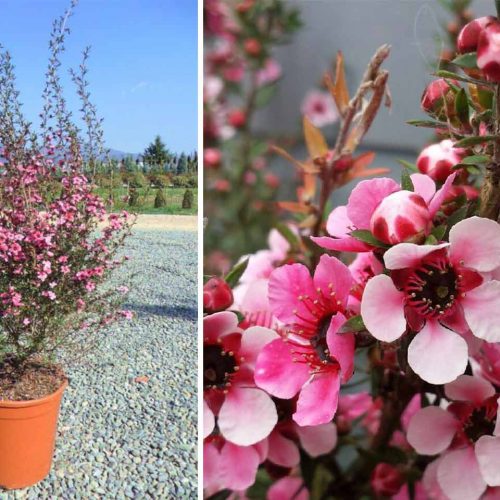 Leptospermum Scoparium (Tea Tree) - Shrub