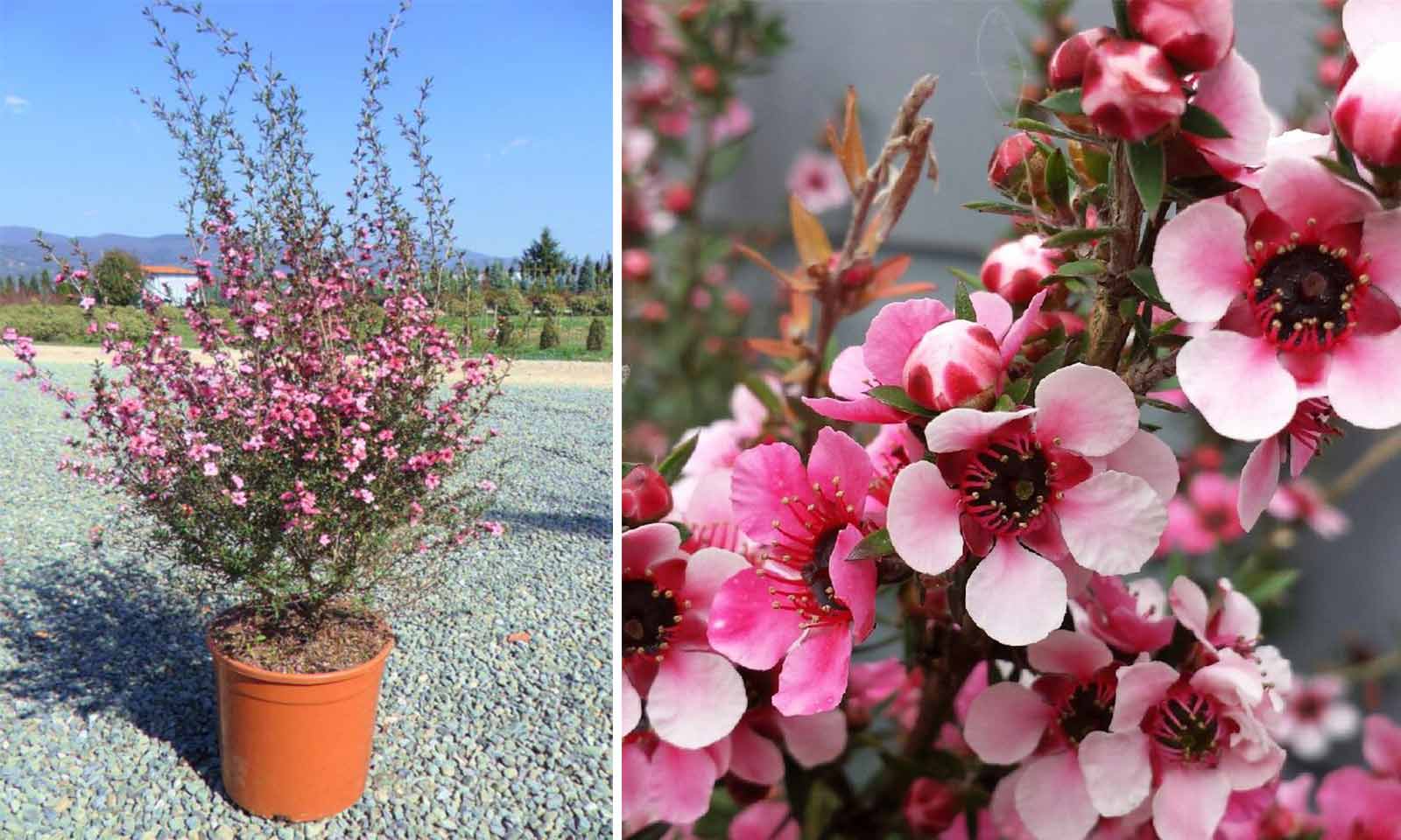 Leptospermum scoparium (Tea Tree)