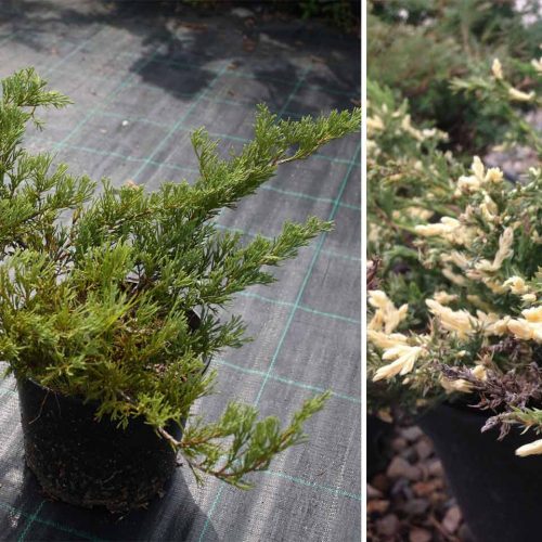 Juniperus Horizontalis 'Andorra Compacta Variegata' (Juniper 'Andorra Compacta Variegata')