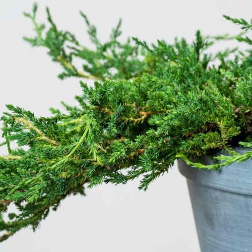 Juniperus Horizontalis 'Prince Of Wales' (Juniper 'Prince Of Wales')