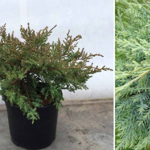 Juniperus x Media 'Pfitzeriana Compacta' (Juniper 'Pfitzeriana Compacta')