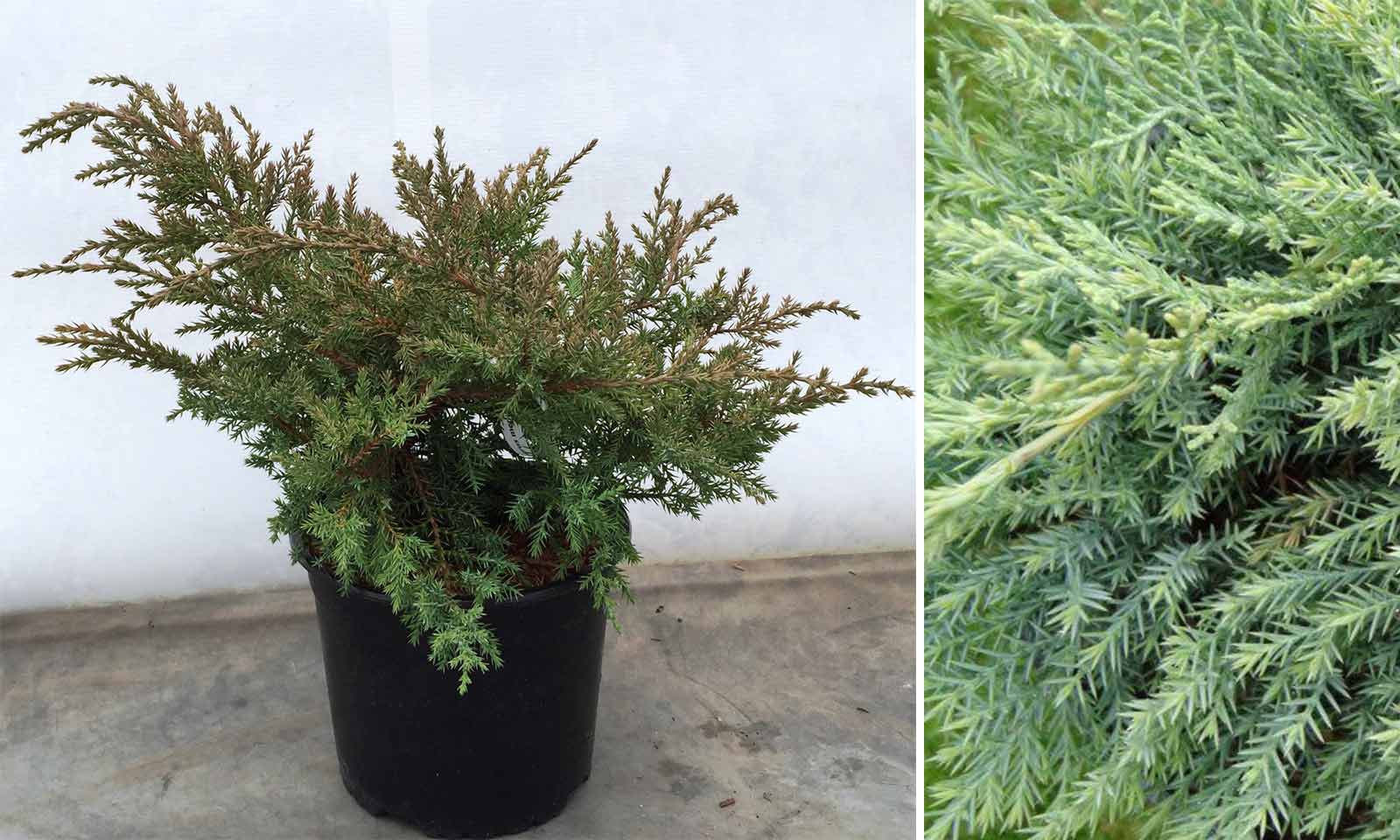 Juniperus x Media 'Pfitzeriana Compacta' (Juniper 'Pfitzeriana Compacta')