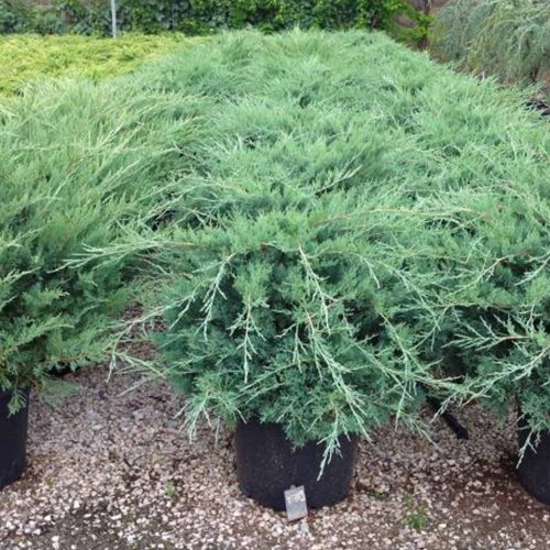 Juniperus x Media 'Pfitzeriana Glauca' (Juniper 'Pfitzeriana Glauca')