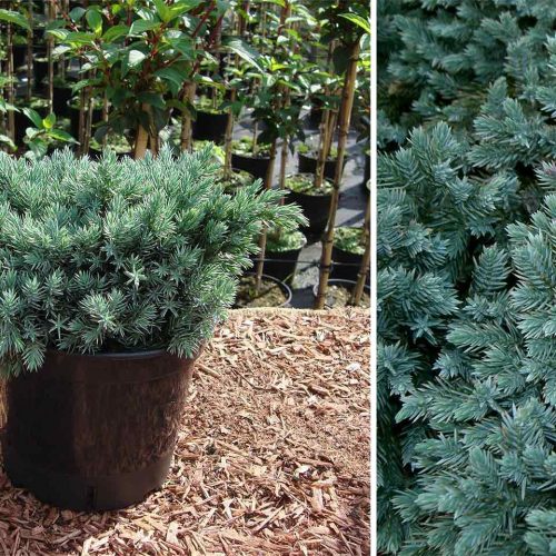 Juniperus Squamata 'Blue Star' (Juniper 'Blue Star')